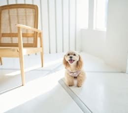 ペットも快適なリビング イメージ写真