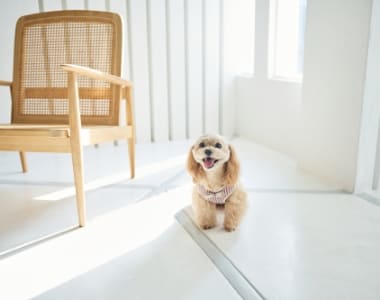 ペットも快適なリビング イメージ写真