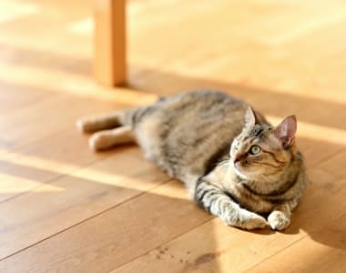 ペット用床材 イメージ写真
